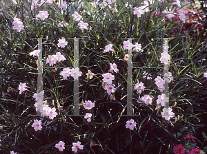 Picture of Ruellia tweediana 'Chi Chi'