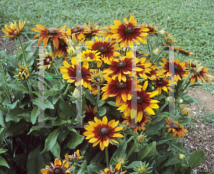 Picture of Rudbeckia hirta 'Autumn Colors'