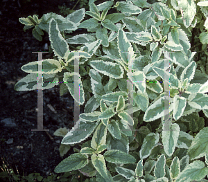 Picture of Scrophularia auriculata 'Variegata'