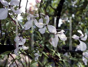 Picture of Clematis viticella 'Alba Luxurians'