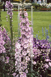 Picture of Delphinium elatum 'Guinevere'