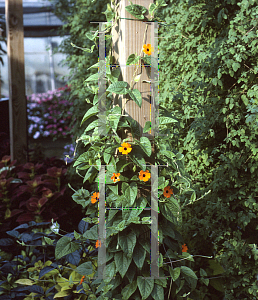 Picture of Thunbergia alata 'Sunny Orange Wonder'