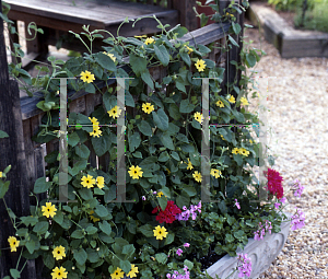 Picture of Thunbergia alata 'Sunny Lemon Star'