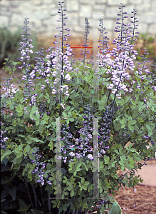 Picture of Baptisia  'Purple Smoke'