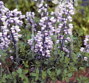 Picture of Baptisia  'Purple Smoke'