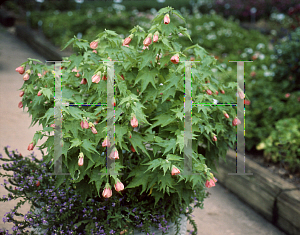 Picture of Abutilon theophrasti 'Salmon'