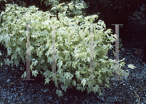 Picture of Abutilon x hybridum 'Savitzii'