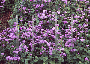 Picture of Ageratum houstonianum 'Blue Horizon'