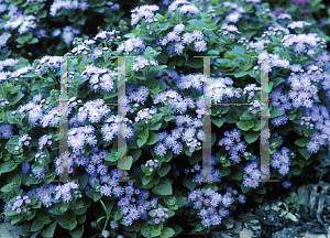 Picture of Ageratum x 'Agsantis (Artist Blue)'