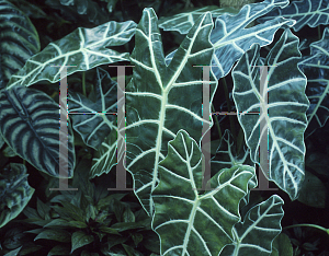 Picture of Alocasia x amazonica 'Green Velvet'