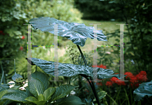 Picture of Alocasia plumbea 'Metallica'