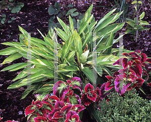 Picture of Alpinia zerumbet 'Variegata'