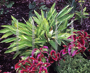 Picture of Alpinia zerumbet 'Variegata'