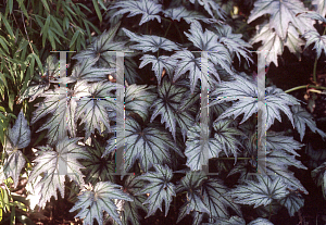 Picture of Begonia rex cultorum hybrids 'Connie Boswell'