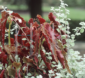 Picture of Begonia coccinea hybrids 'Good & Plenty'