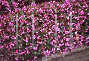 Picture of Begonia semperflorens-cultorum hybrids 'Doublet Rose'