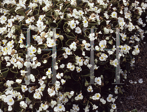 Picture of Begonia semperflorens-cultorum hybrids 'Cocktail Gin White'