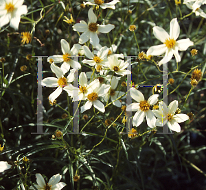 Picture of Bidens heterophylla 