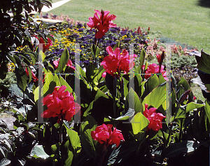 Picture of Canna x generalis 'Perkeo'