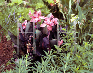 Picture of Canna x generalis 'Liberty Scarlet'