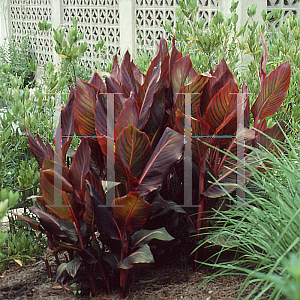 Picture of Canna x generalis 'Tropicana'