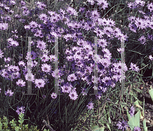 Picture of Catananche caerulea 