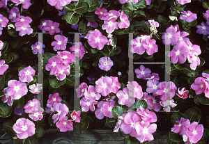 Picture of Vinca minor 'Pacifica Pink'