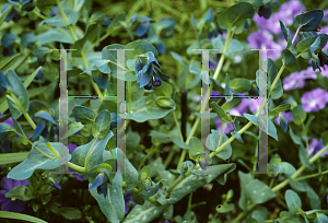 Picture of Cerinthe major 