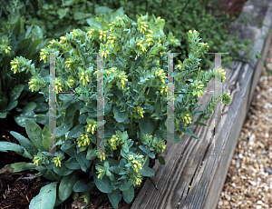 Picture of Cerinthe major 'Aurea'