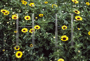 Picture of Chrysanthemum segetum 'Prado'