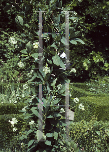 Picture of Cobaea scandens 'Alba'