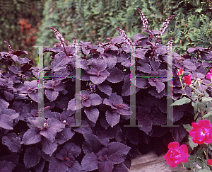 Picture of Solenostemon scutellarioides 'ColorBlaze® Dark Star'