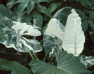 Picture of Colocasia esculenta 'Chicago Harlequin'