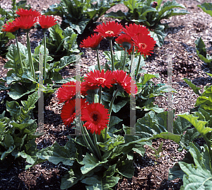 Picture of Gerbera jamesonii 'Festival Scarlet'