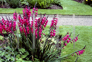 Picture of Gladiolus communis ssp. byzantinus 