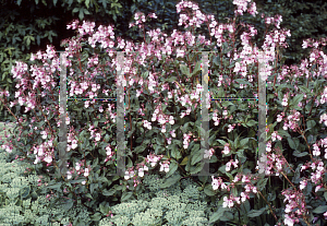 Picture of Impatiens glandulifera 