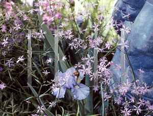 Picture of Lychnis flos-cuculi 