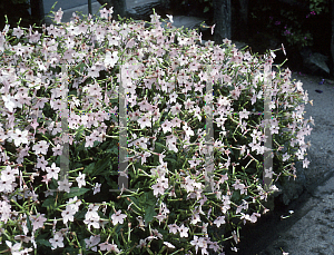 Picture of Nicotiana x sanderae 'Avalon Salmon'