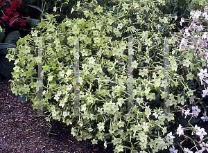 Picture of Nicotiana x sanderae 'Perfume Lime'