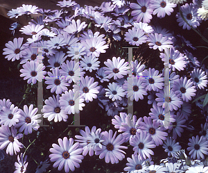 Picture of Osteospermum  'Sunscape Seaside'