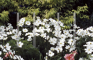 Picture of Cosmos bipinnatus 'Sonata White'