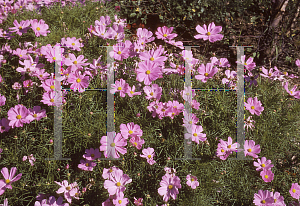 Picture of Cosmos bipinnatus 'Sonata Pink'