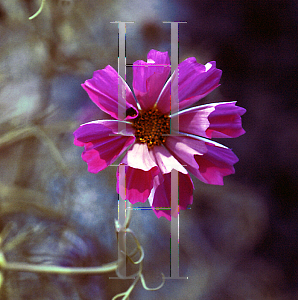 Picture of Cosmos bipinnatus 'Seashell'