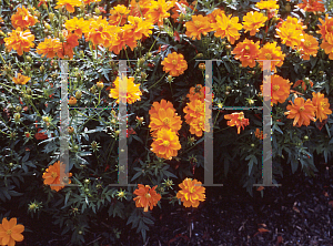 Picture of Cosmos sulphureus 'Cosmic Orange'