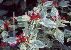 Picture of Pentas lanceolata 'Stars & Stripes'