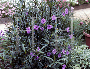 Picture of Ruellia tweediana 