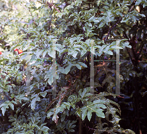 Picture of Solanum atropurpureum 