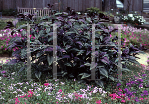 Picture of Strobilanthes dyerianus 