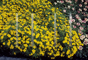 Picture of Tagetes tenuifolia 'Golden Gem'