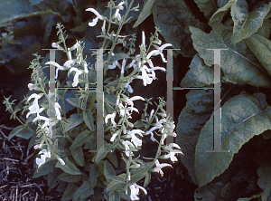 Picture of Salvia patens 'White Trophy'